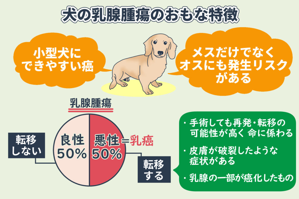 Main characteristics of mammary tumors in dogs