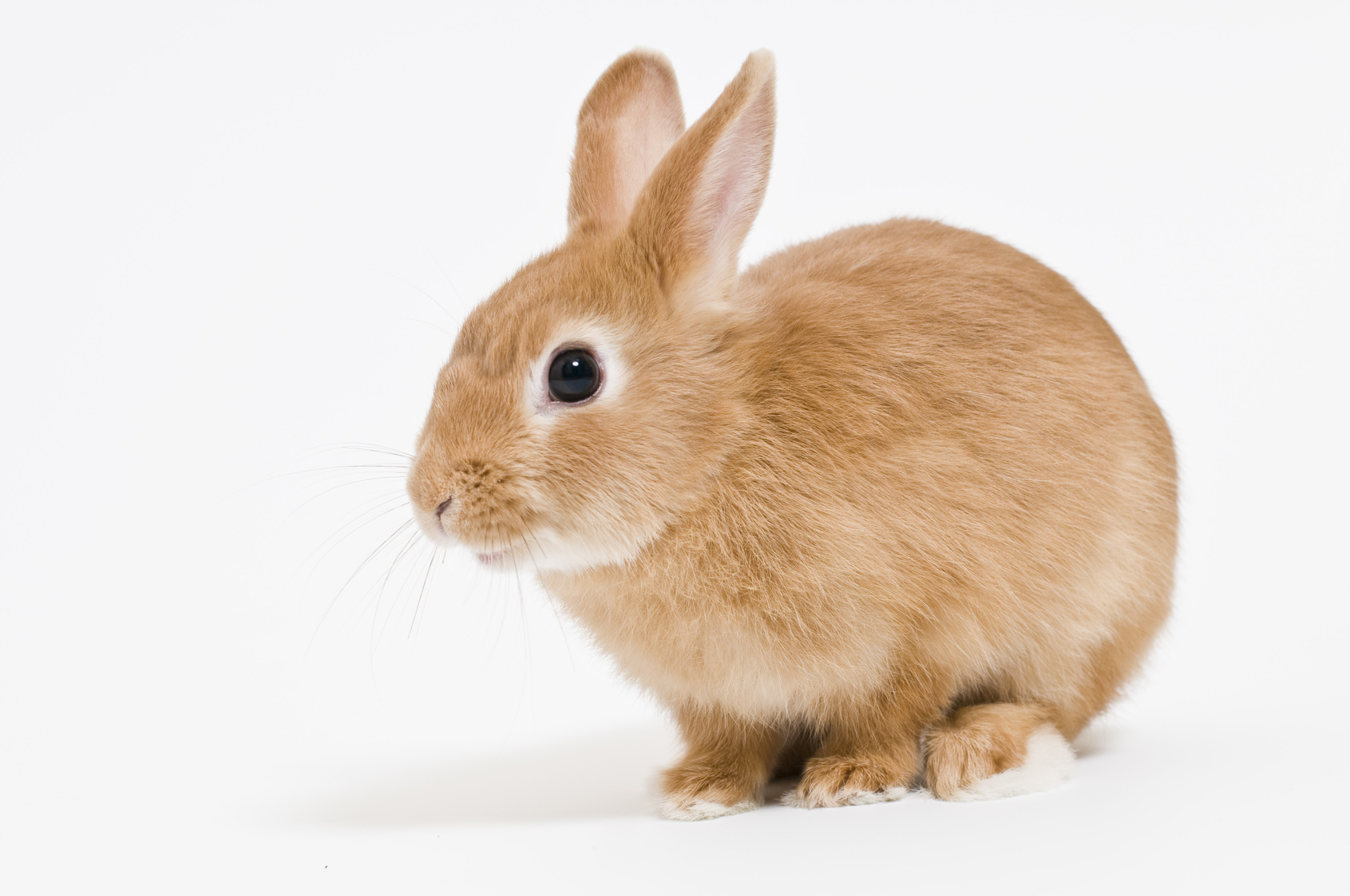 Example of Cordyceps Use in a Rabbit Suspected of Uterine Cancer with Bone Metastasisイメージ