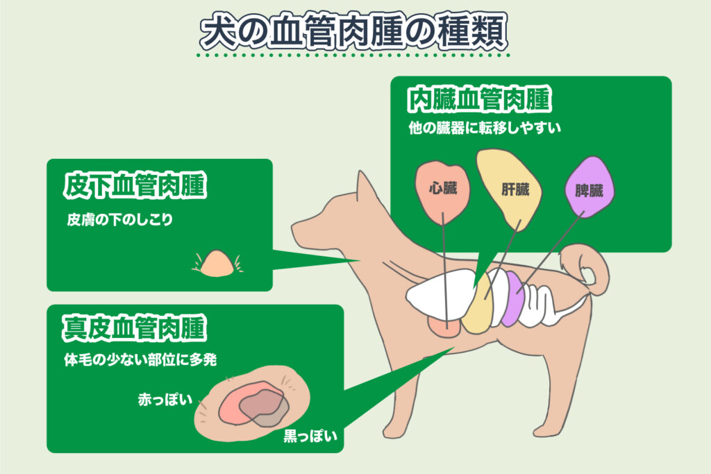 Types of Hemangiosarcoma in Dogs