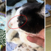 猫の眉間部腫瘤　浸潤性腺癌（脳腫瘍）にコルディを与えた症例