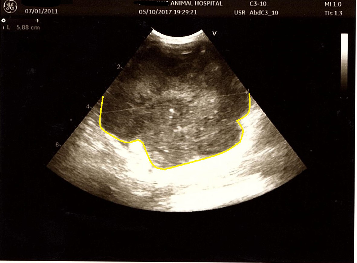 A Case of Intra-abdominal Malignant Lymphoma in a Cat (One Month Prognosis with Lung Metastasis) Disappearingイメージ