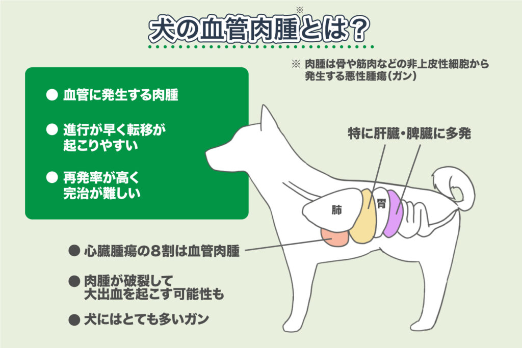 What is Hemangiosarcoma in Dogs?