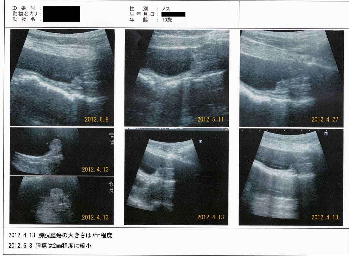 Case Report: Tumor Reduction in Canine Transitional Cell Carcinoma with the Administration of Cordycepsイメージ