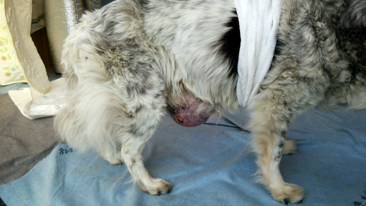 A case of a 17-year-old mixed-breed dog with a self-destructive mammary tumor that was able to undergo surgery and live healthily afterward.イメージ