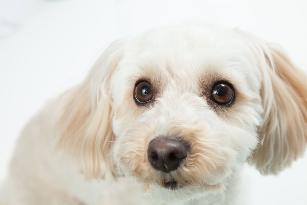 Case of a 17-year-old mixed-breed dog whose mammary tumor shrank after being given Cordy.イメージ