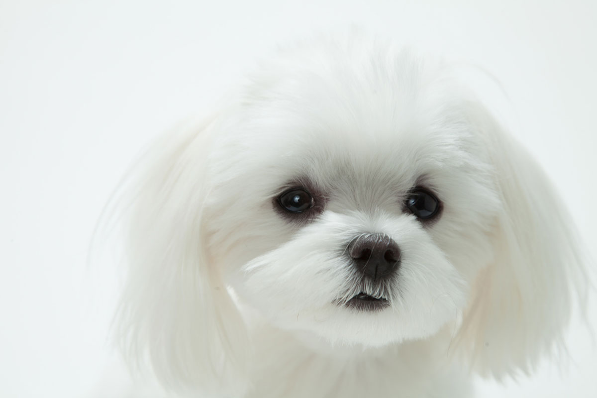 Case Study on Mammary Tumor Improvement in Dogs #3 (Maltese with Decreased Kidney Function)イメージ