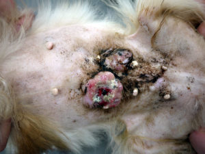 Improvement Example of a Dog's Self-destructive Mammary Tumor