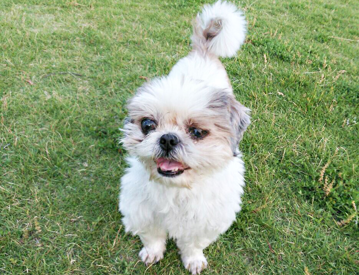 Case Report: Significant Improvement in Energy and Appetite in a Shih Tzu Dog with Cardiac Disease, Brain Disease, and Seizuresイメージ