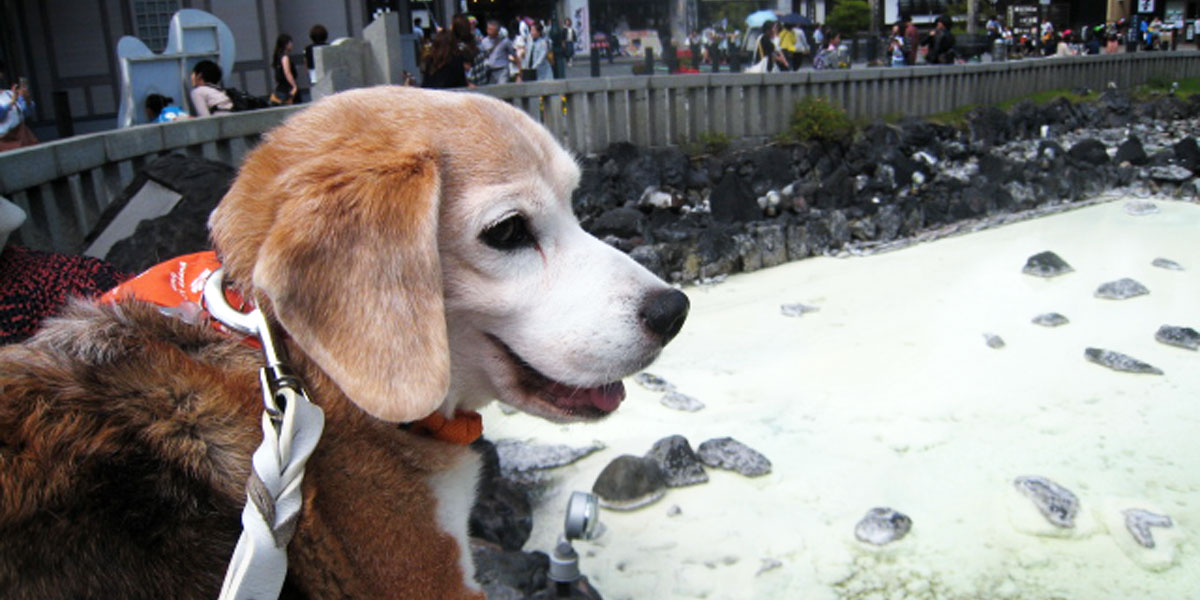 A case of a dog with angiosarcoma, renal failure, and liver failure given a one-month prognosis that had its life prolonged.イメージ