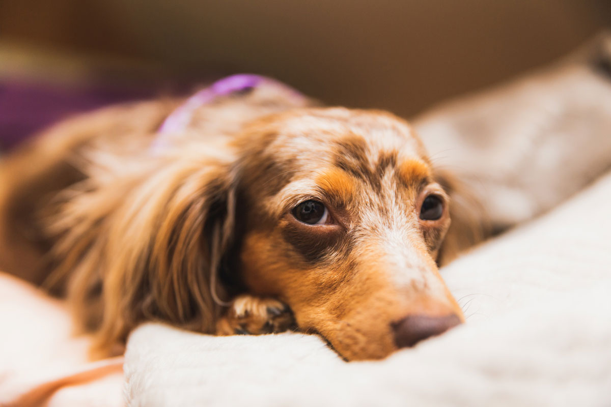 Example of Cordyceps Usage for Mesenteric Lymphoma in a Dog (Miniature Dachshund)イメージ