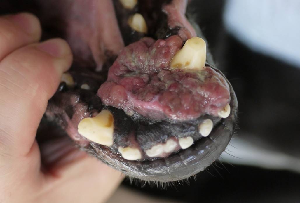 A case of long-term control of oral melanoma in a dog without surgeryイメージ