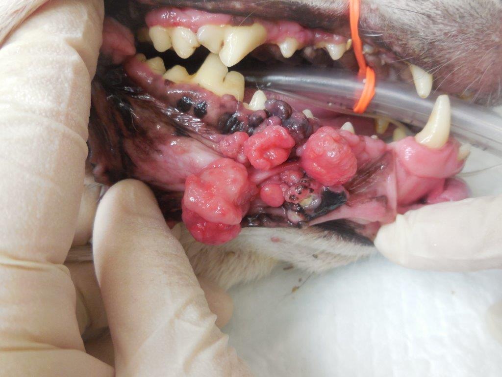 A Case of Long-term Control of Canine Oral Melanoma Without Chemotherapyイメージ