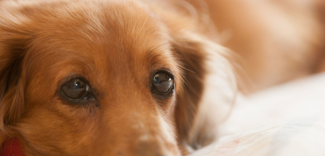 犬の歯茎腫瘤の改善