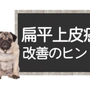 犬の扁平上皮癌の改善方法