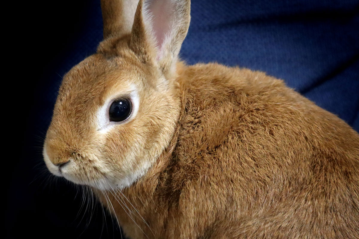 An example of maintaining the quality of life (QOL) of a rabbit with terminal uterine cancer using Cordyceps.イメージ