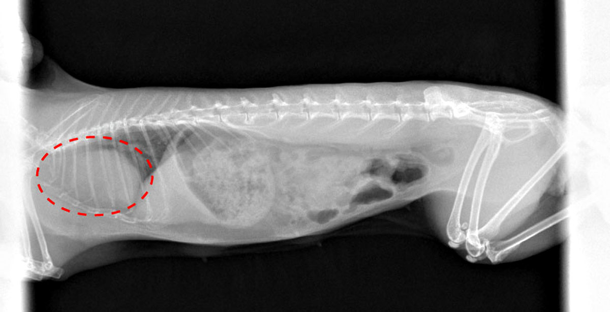 Example of Controlling Lymphoma/Thymoma in a Rabbit Without Adding Stressイメージ