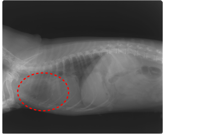 An Example of Improvement in a Dog (Miniature Dachshund) with Thyroid Cancer Metastasized to the Lungsイメージ