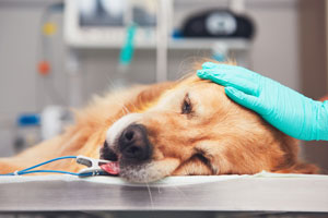 Dog undergoing chemotherapy