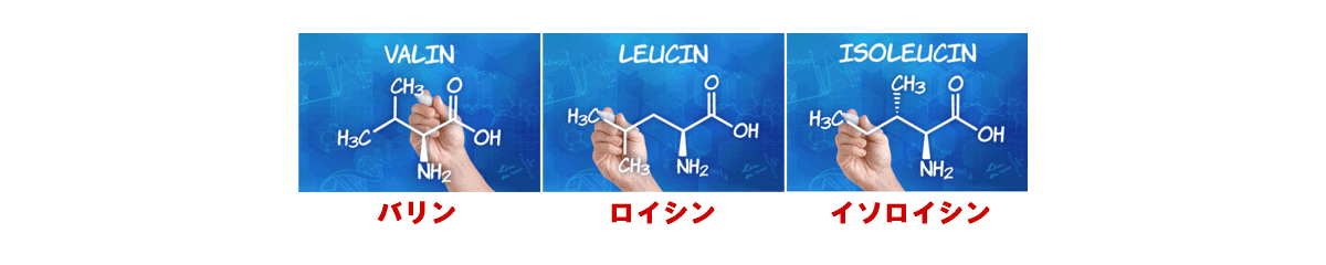 For dogs and cats experiencing decreased vitality or have liver and kidney issues, supplementing with BCAAs is recommended.イメージ