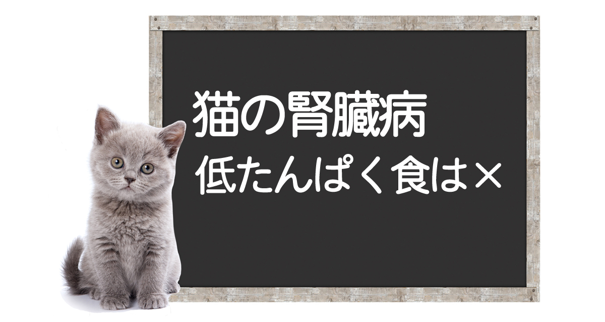 About Kidney Disease in Cats and Low-Protein Dietsイメージ