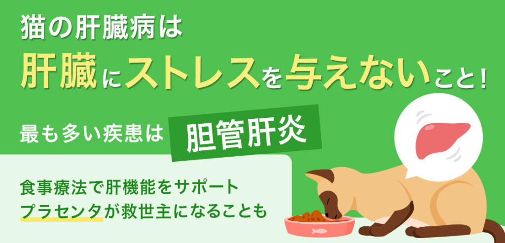 【Liver Disease in Cats】10 Symptoms, Life Expectancy, and Treatment ...