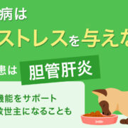 猫の肝臓病は 肝臓にストレスを与えないこと！ 最も多い疾感は胆管肝炎 食事療法で肝機能をサポート プラセンタが救世主になることも