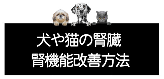 犬や猫の腎機能改善方法