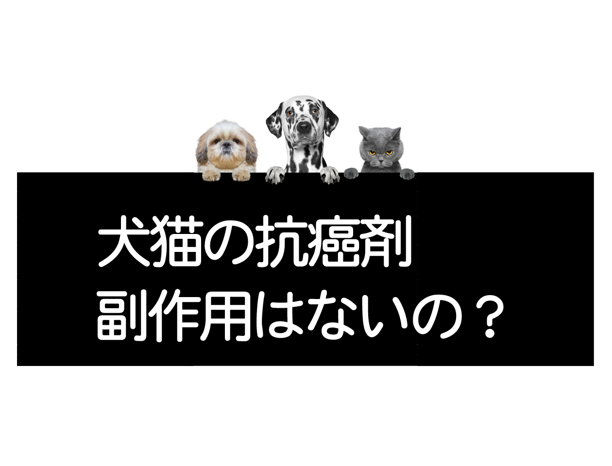 When chemotherapy is recommended for dogs and cats, what are the risks of side effects? What should be done if they become lethargic?イメージ