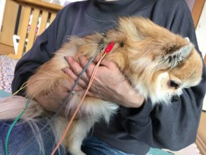 Undergoing acupuncture and dog scan treatment (Part 2)