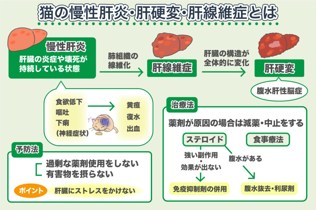 Chronic Hepatitis, Liver Cirrhosis, and Liver Fibrosis