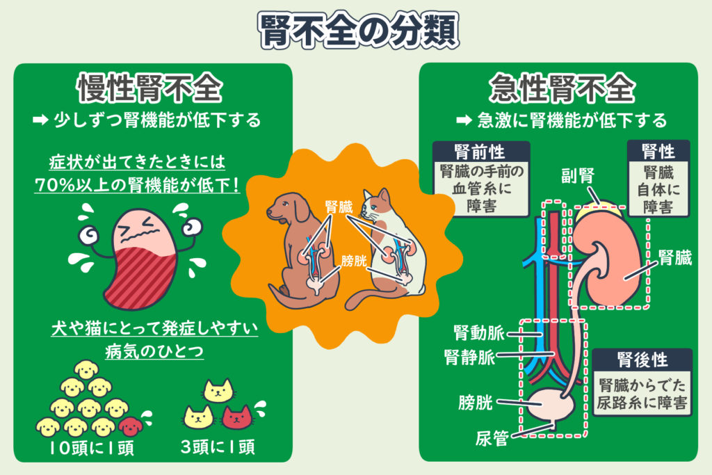 Classification of Renal Failure