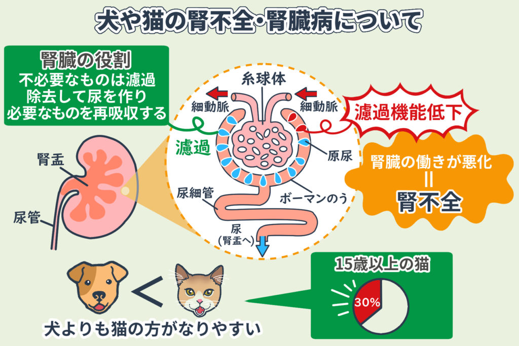 About Kidney Failure and Kidney Disease in Dogs and Cats