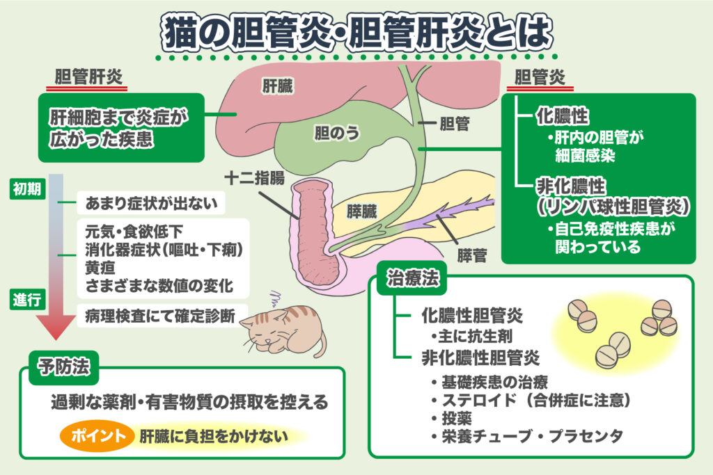 Cholangitis and Cholangiohepatitis