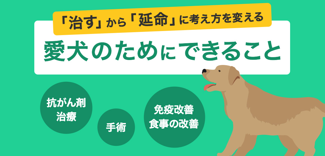 Types, Symptoms, Chemotherapy, Treatments, and Tips for Improvement or Cure of Canine Lymphomaイメージ