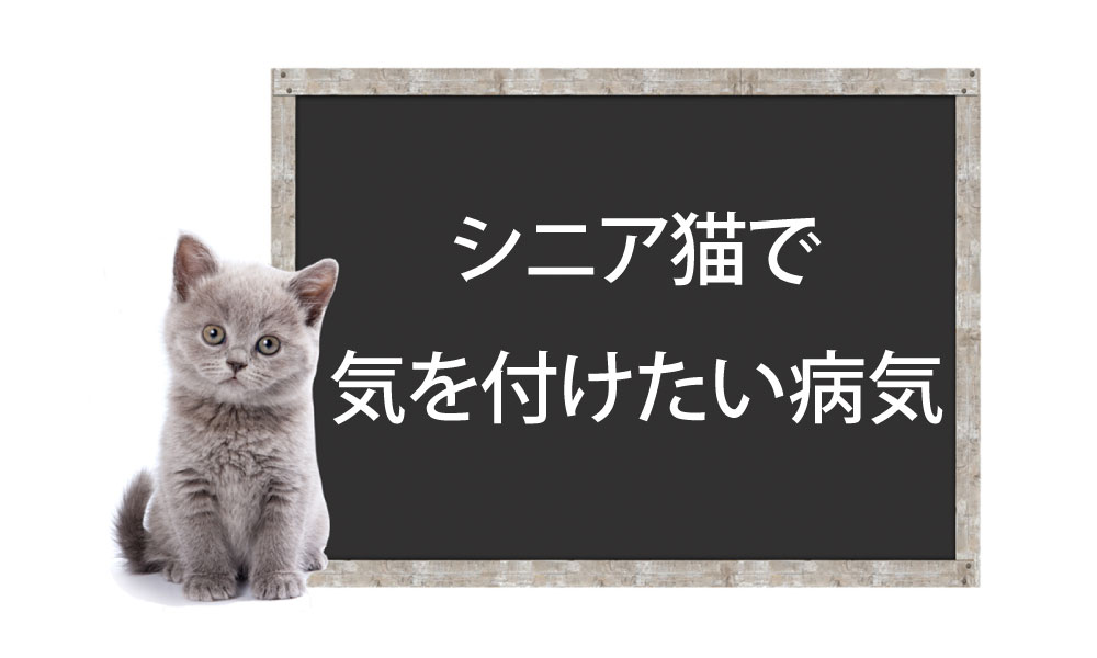 Diseases to Watch Out for in Senior Catsイメージ