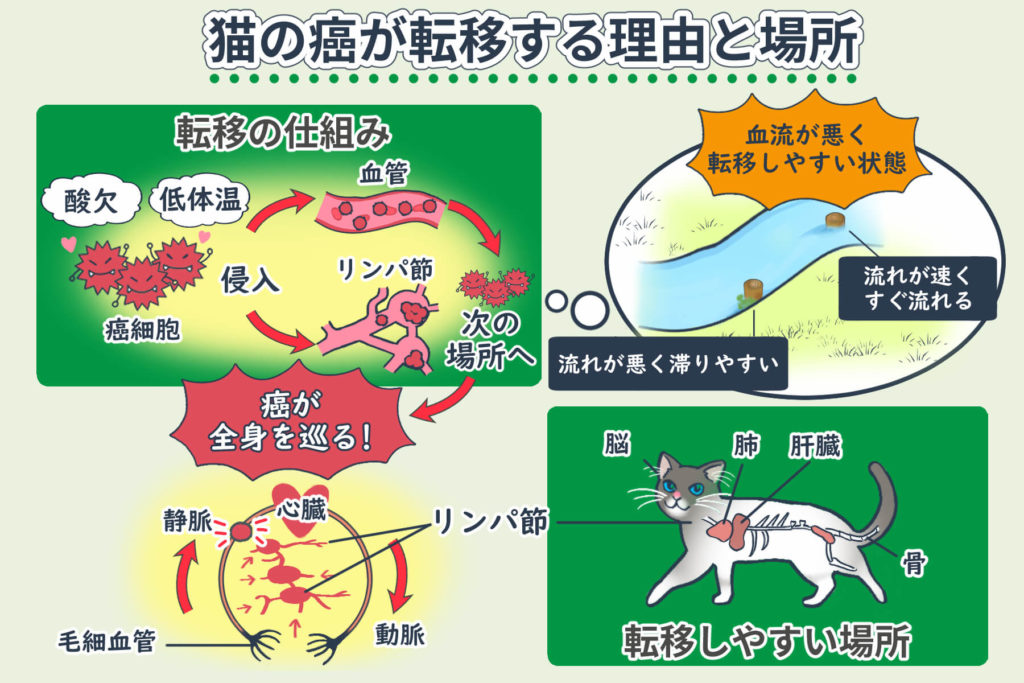 Reasons and Locations of Cancer Metastasis in Cats