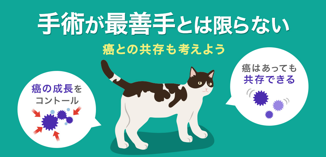 What are the Symptoms of Cancer in Cats? Explanation of Treatments, Surgery, and Life Expectancy Without Treatmentイメージ