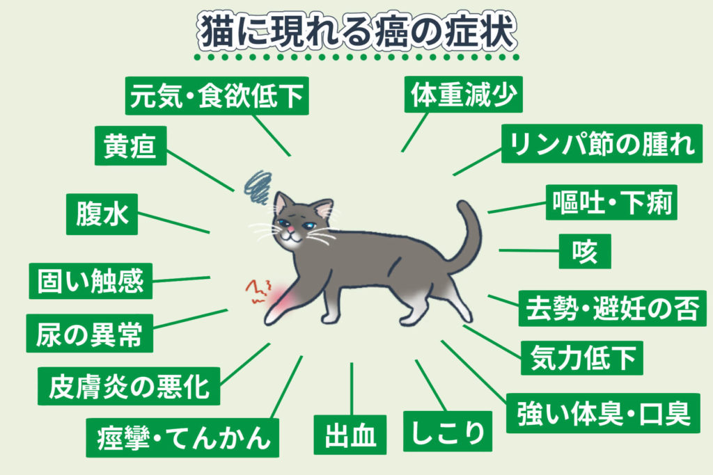 Symptoms of cancer in cats