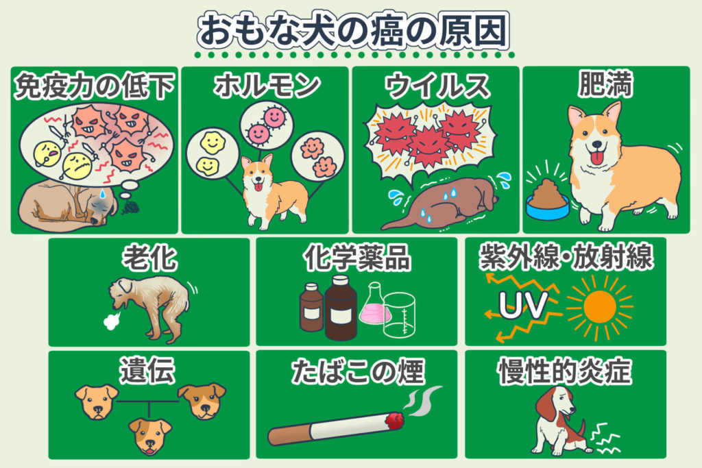 Main causes of cancer in dogs