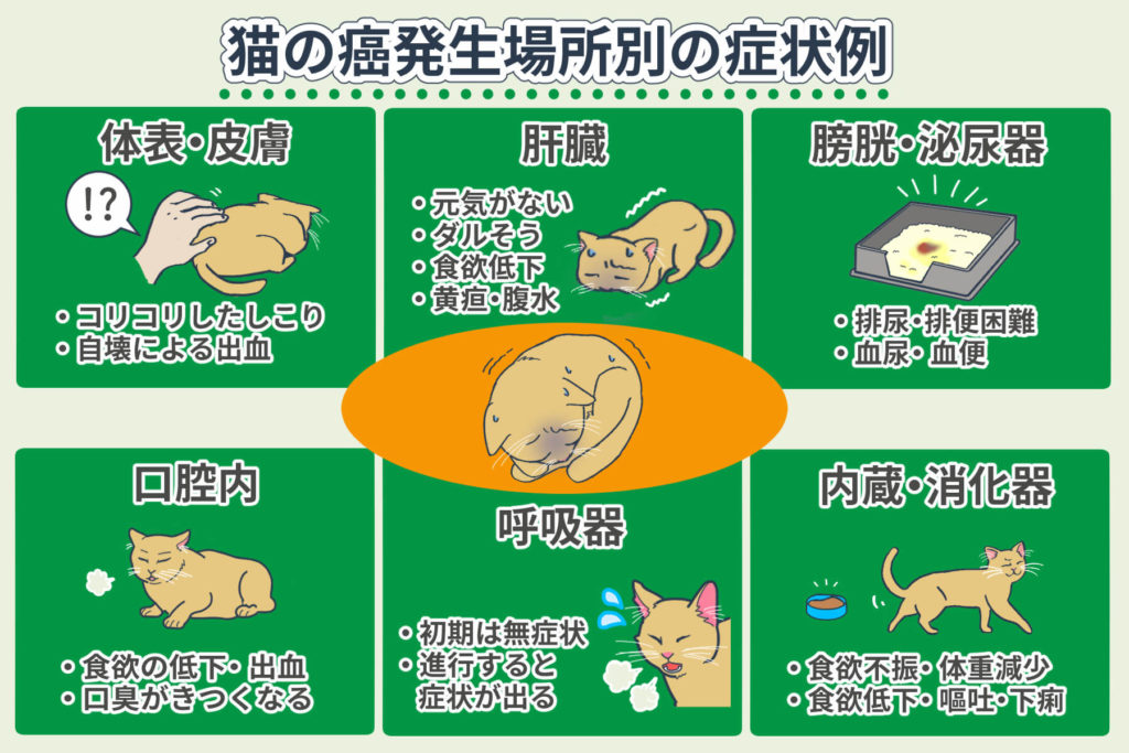 Symptoms of cancer in cats by location