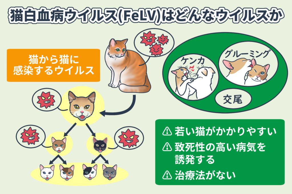 What is Feline Leukemia Virus