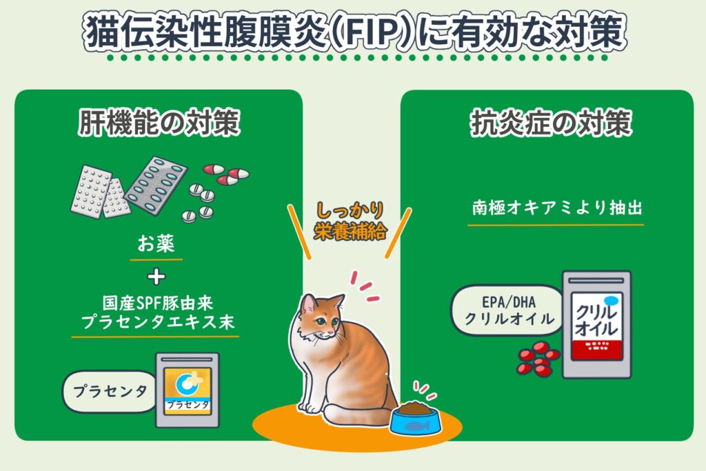 Measures Against FIP in Cats