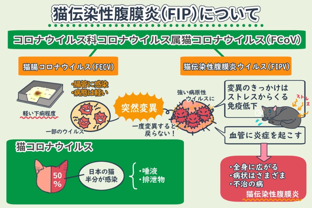 What is Feline Infectious Peritonitis (FIP)?