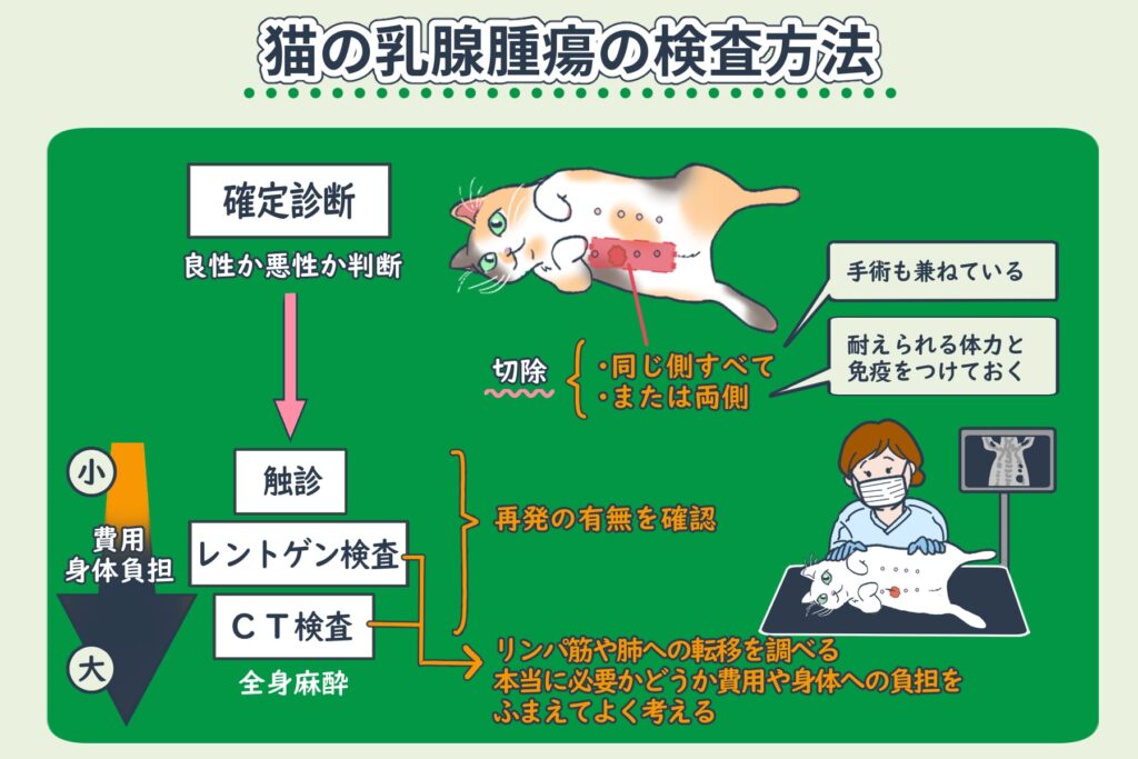 Examination of Mammary Gland Tumors in Cats