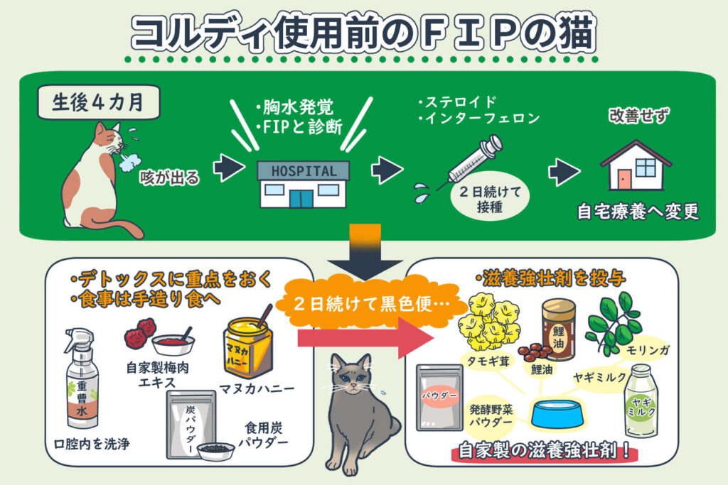 Condition of the Cat with FIP before Using Cordy