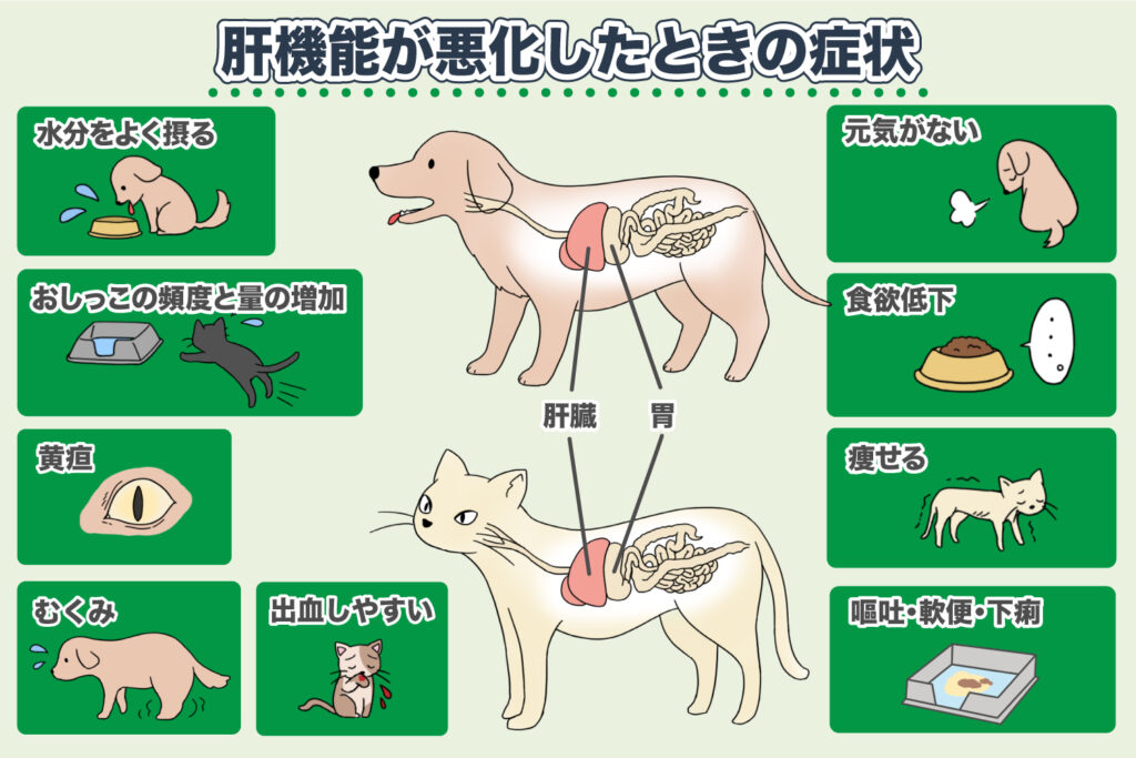 Liver Dysfunction (Liver Disease)