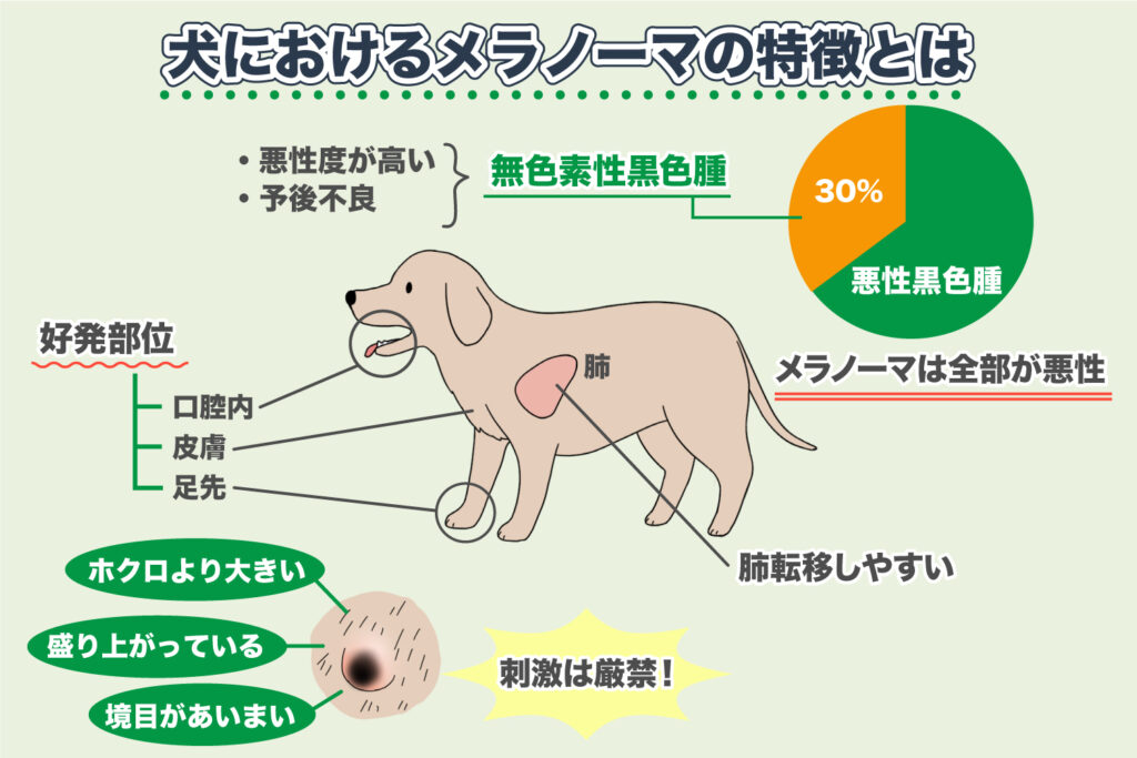 Characteristics of Melanoma in Dogs