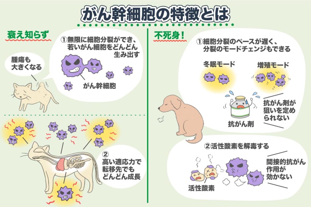 Characteristics of Cancer Stem Cells