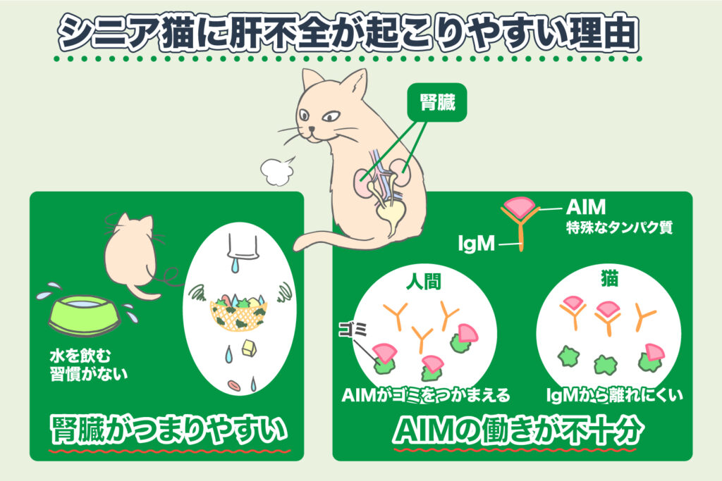 Kidney Failure Image