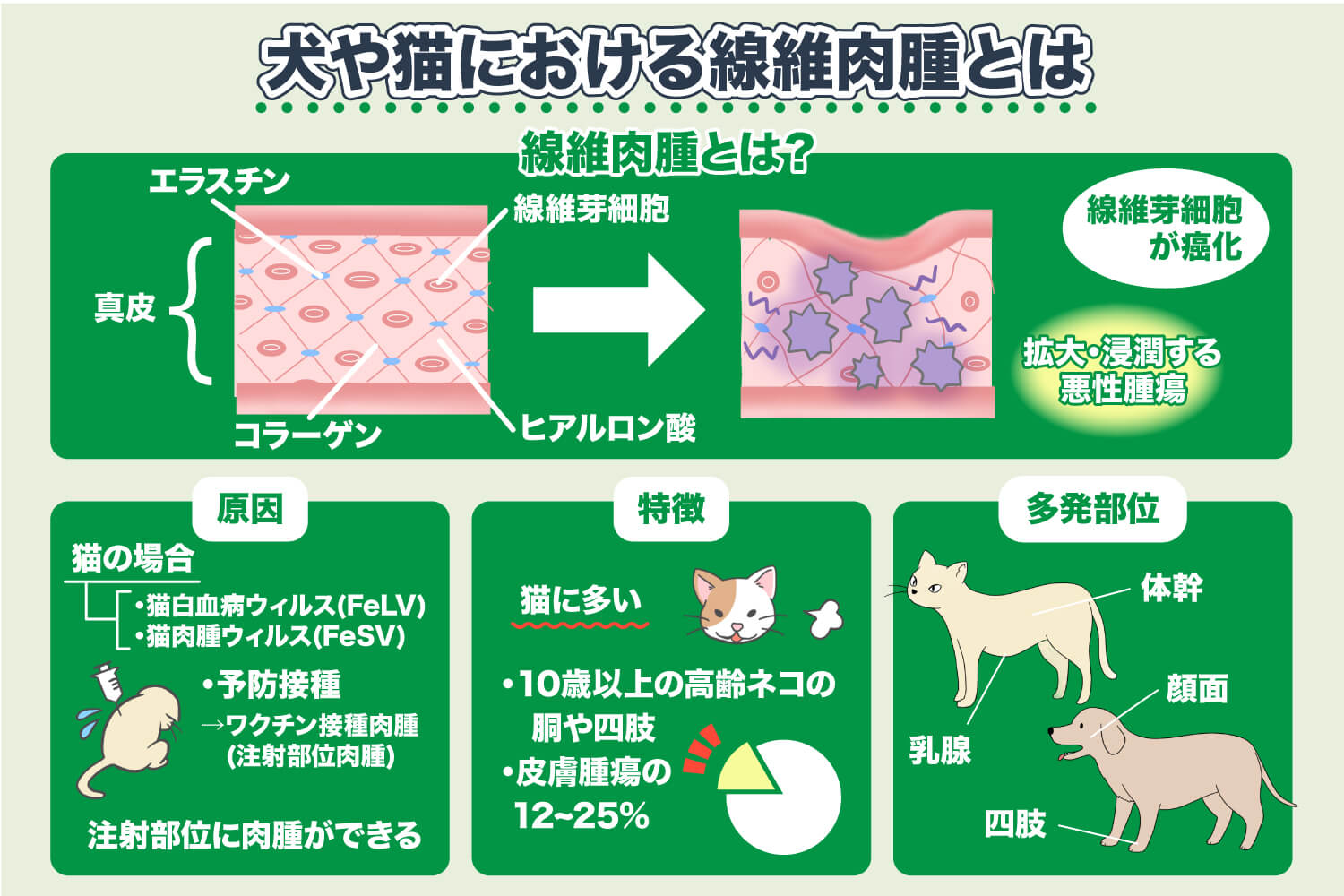 What is Fibrosarcoma in Dogs and Cats?